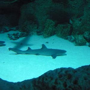 Whitetip reef shark