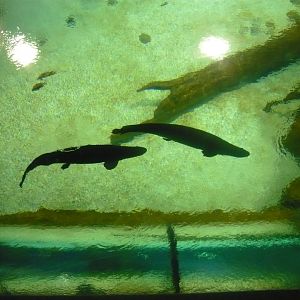 Large freshwater tank from above