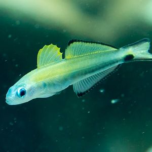 Arrow Dartfish (juvenile)