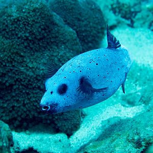 Blackspotted Puffer