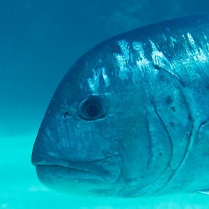 Giant Trevally