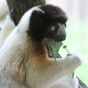 Crowned sifaka