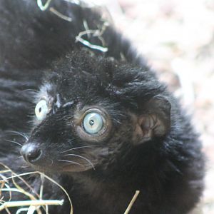 Blue-eyed lemur