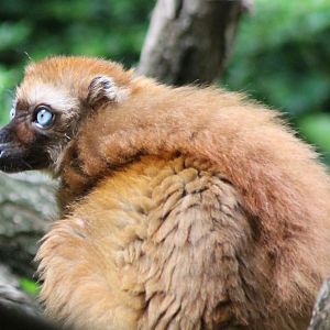 Blue-eyed lemur