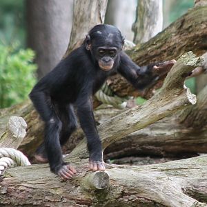 Bonobo