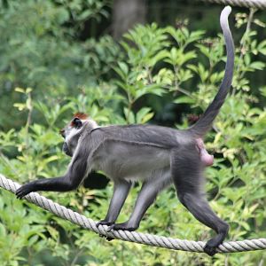 Cherry-crowned mangabey