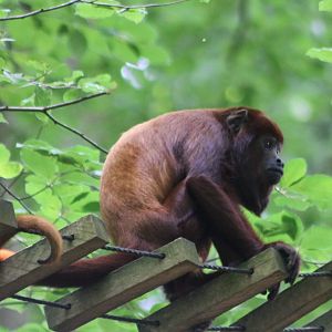 Venezuela red howler