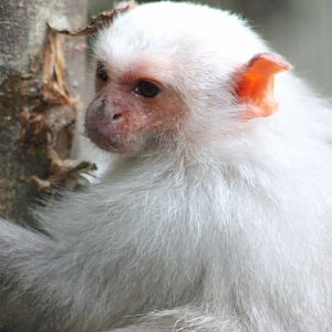Silvery marmoset