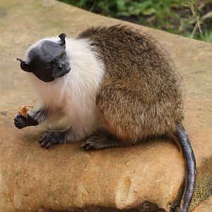 Pied tamarin