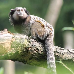 Black tuffted-ear marmoset