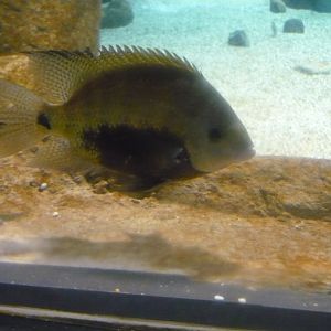 Cichlid ID