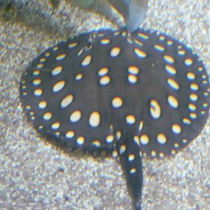 White-blotched river stingray
