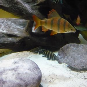 African freshwater tank