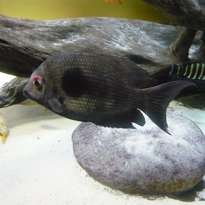 Damba mipentina (Paretroplus maculatus)