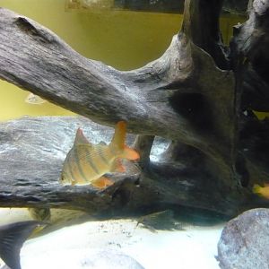 African freshwater tank