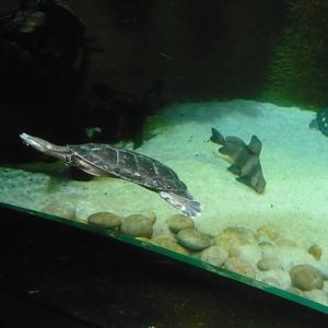 Hilaire’s toadhead turtle, Chinese sailfin sucker and Pig-nosed turtle