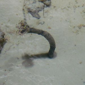 Tube worm