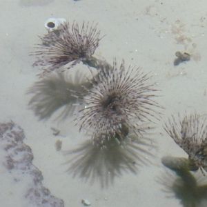 Tube worms