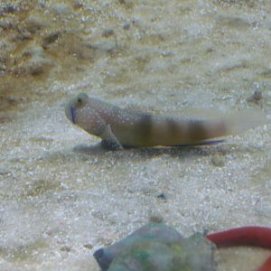 Goby