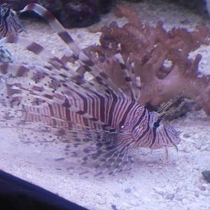 Lionfish