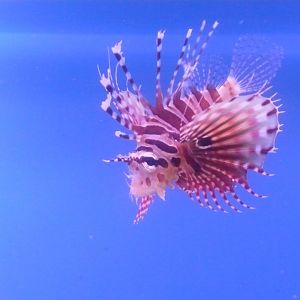 Zebra turkeyfish