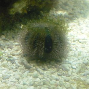 Sea urchin