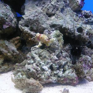 Frogfishes and Sea urchin