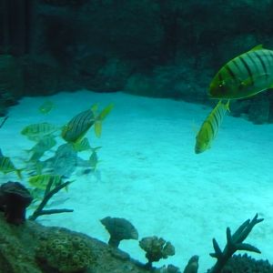 Golden trevally
