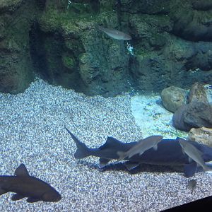 Eurasian freshwater fishes