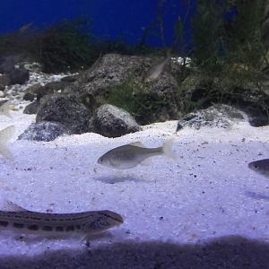Spined loach and European bitterlings