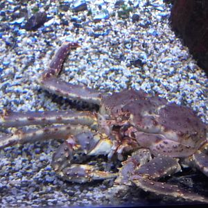 Kamchatka crab