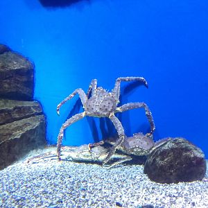 Kamchatka crabs