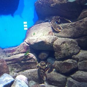 American lobster and European lobster