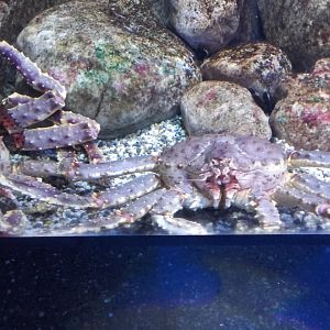 Kamchatka crab