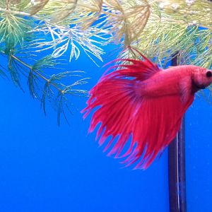 Siamese fighting fish
