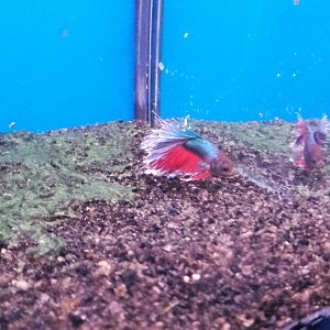 Siamese fighting fish