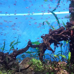 Tropical Asian freshwater tank
