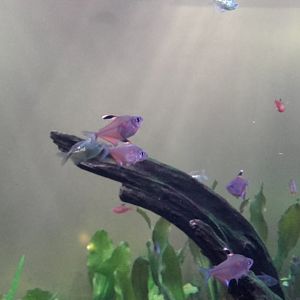 Bleeding heart tetras