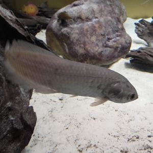 African arowana