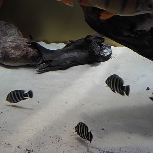 African freshwater tank