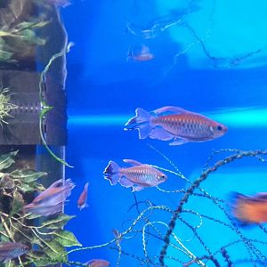 Congo tetras