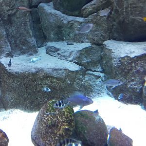 African cichlids