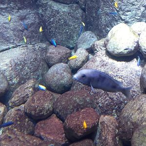 African cichlids