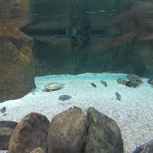 American freshwater tank