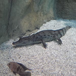 Spectacled caiman