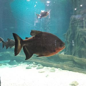 Red-bellied pacu