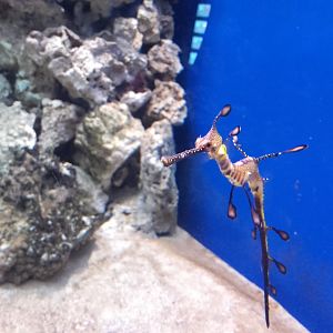 Weedy seadragon