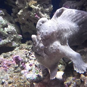 Frogfish