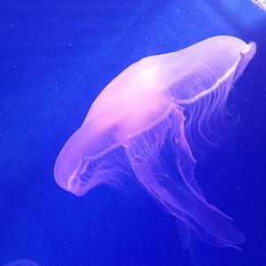 Moon jellyfish
