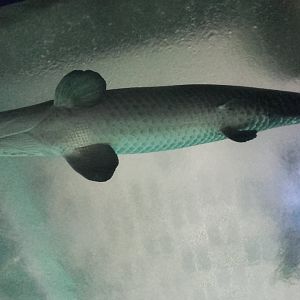 Arapaima's belly
